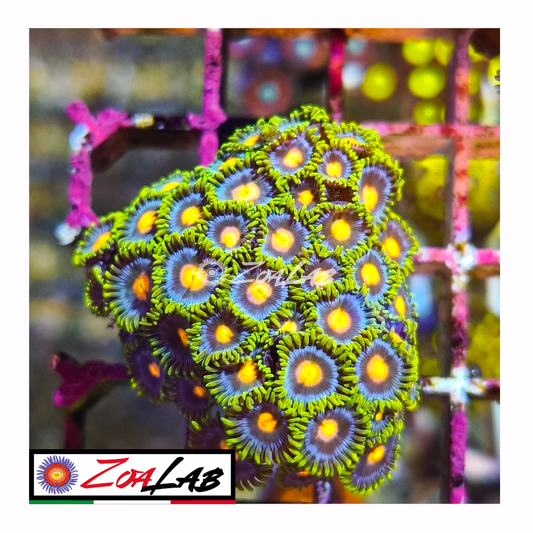Zoanthus fluo pops