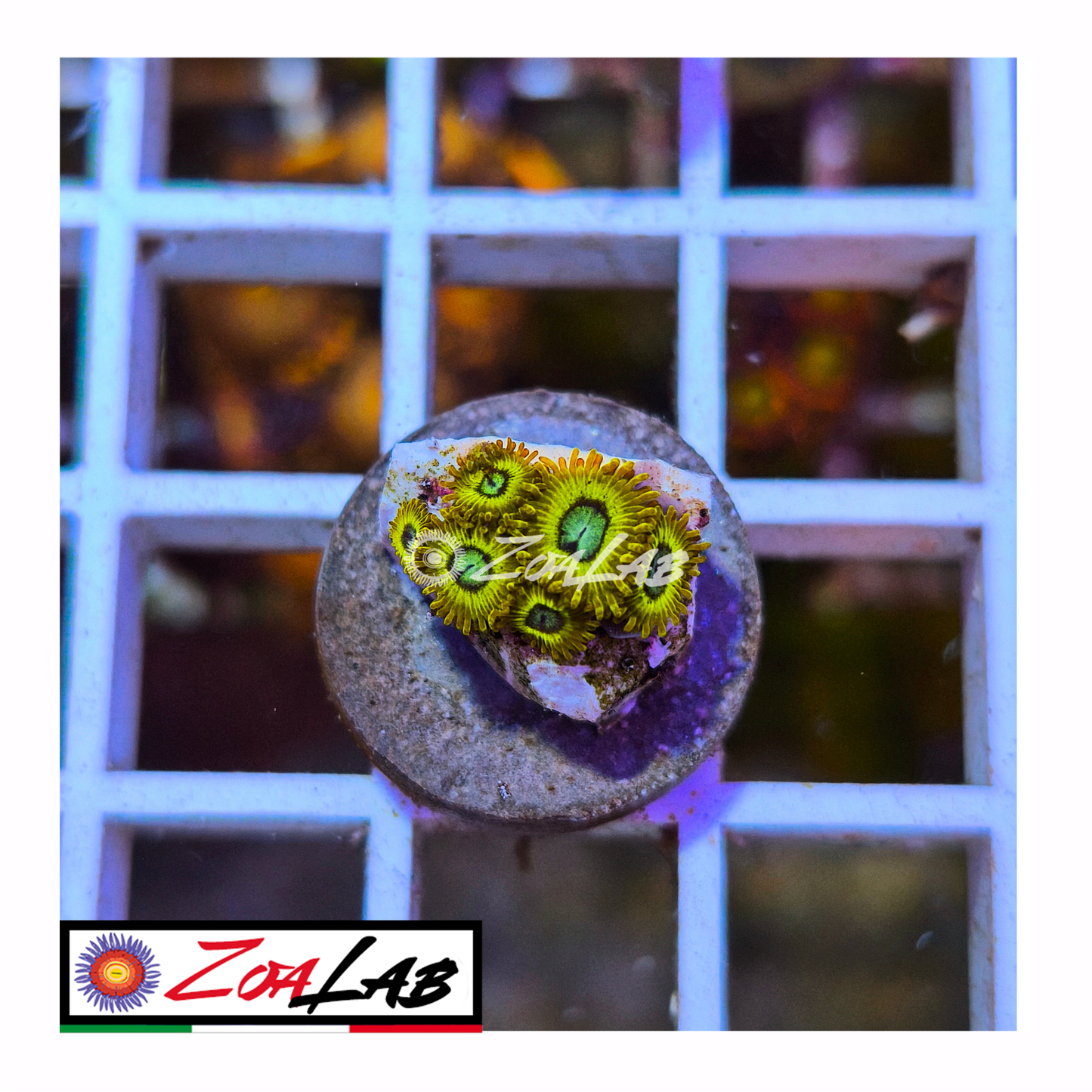 Zoanthus Pikachu