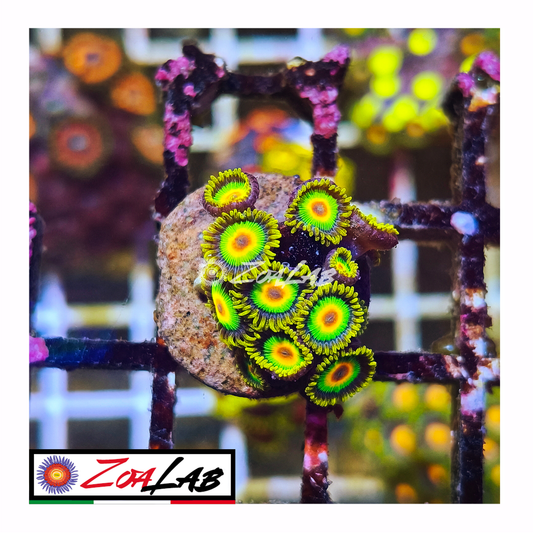 Zoanthus rasta