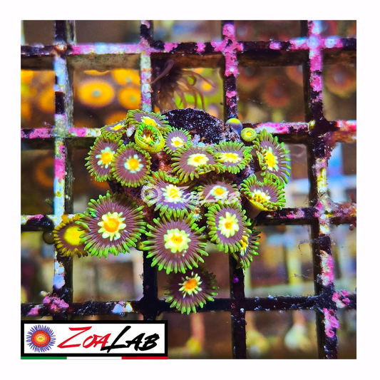 Zoanthus stargratz