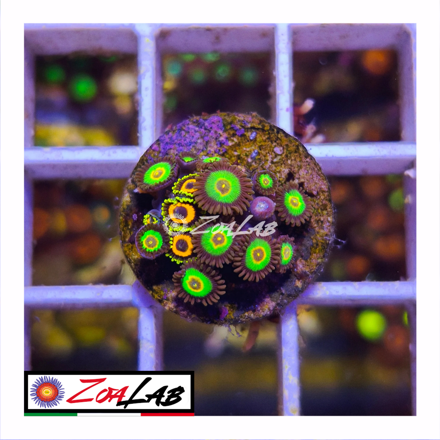 Zoanthus bob marley