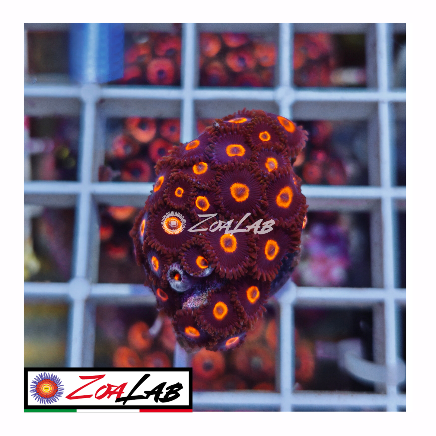 Zoanthus black pumpkins