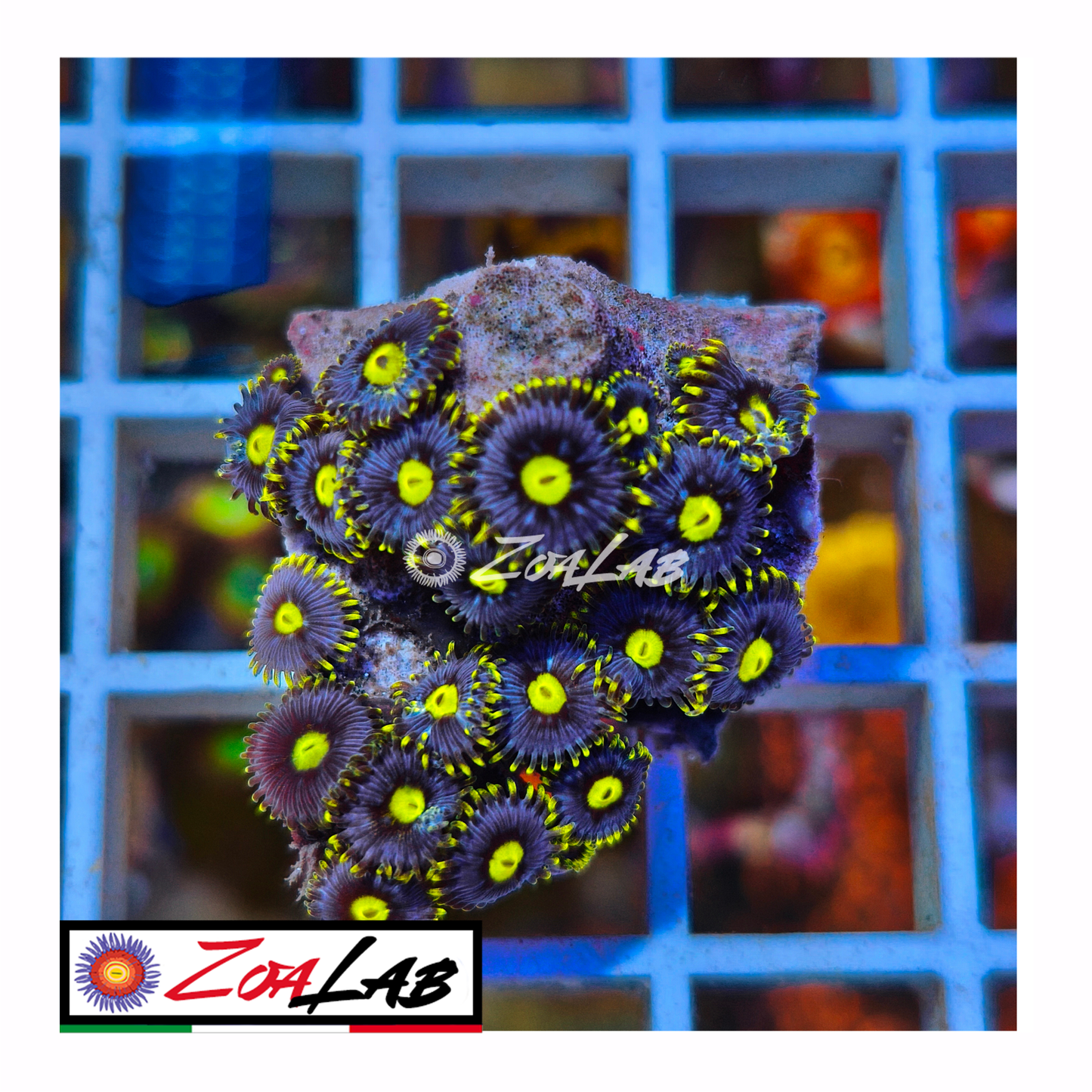 Zoanthus Blue pops