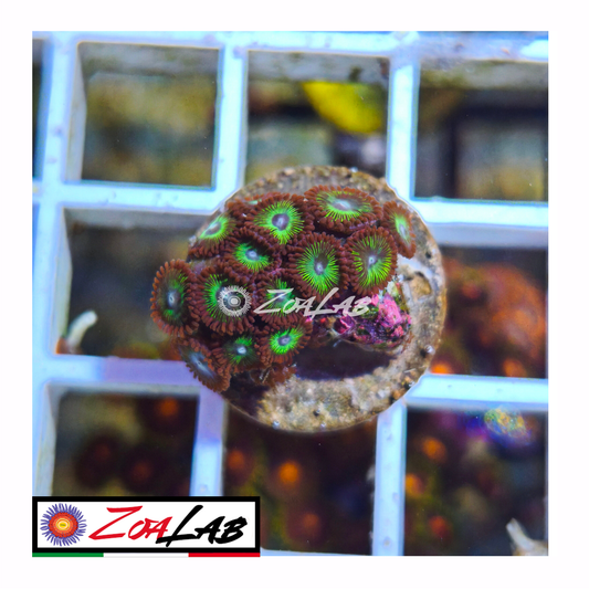 Zoanthus mena green