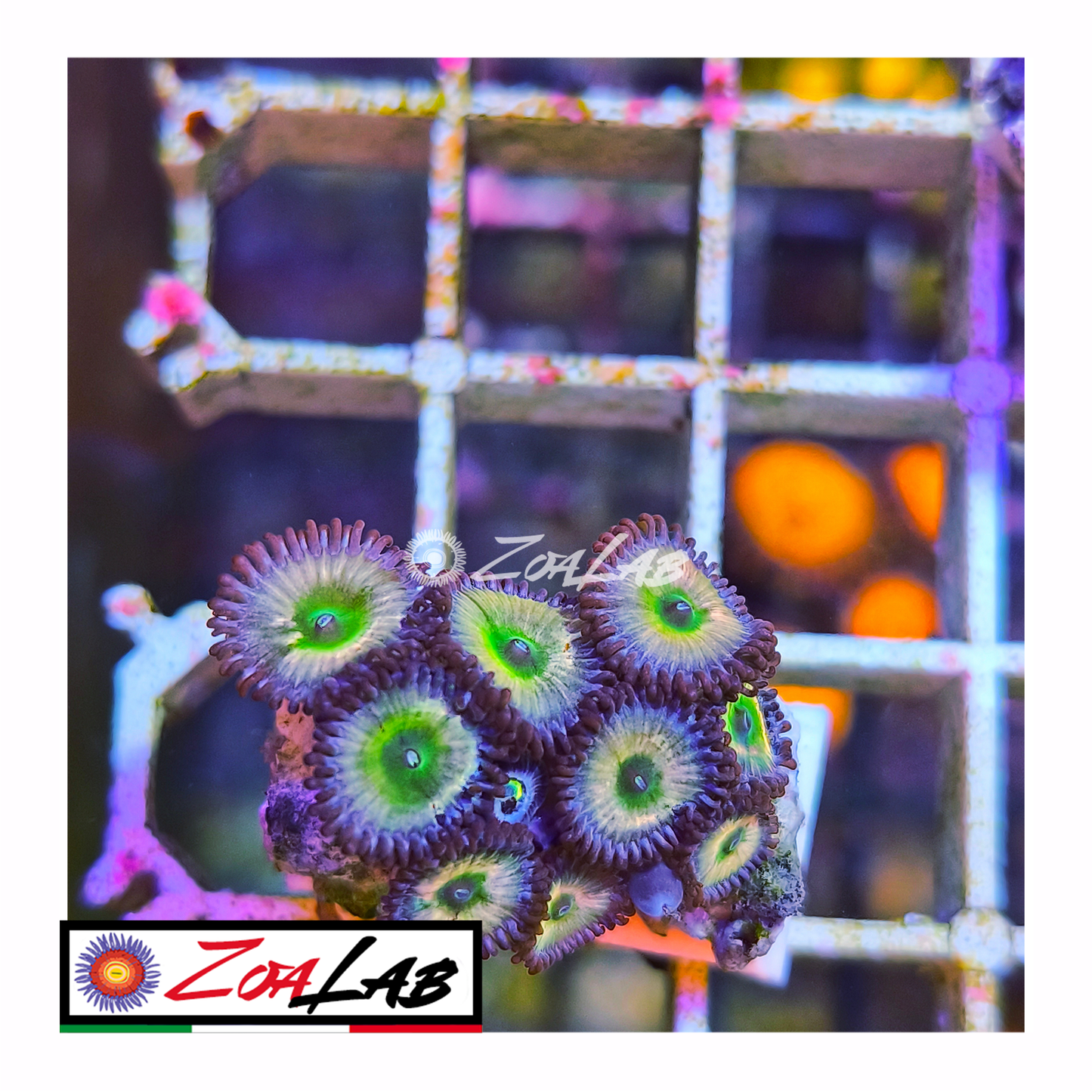 Zoanthus Blue panama