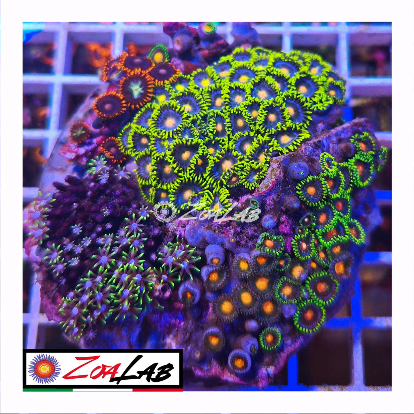 Zoanthus garden mix