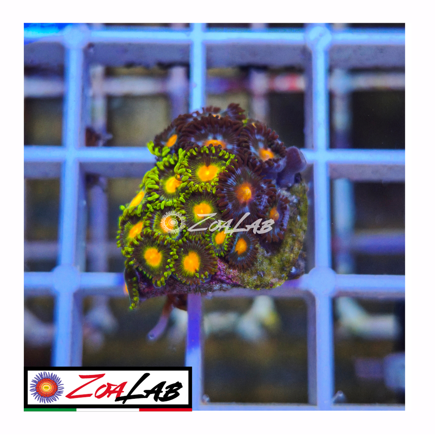 Zoanthus mix