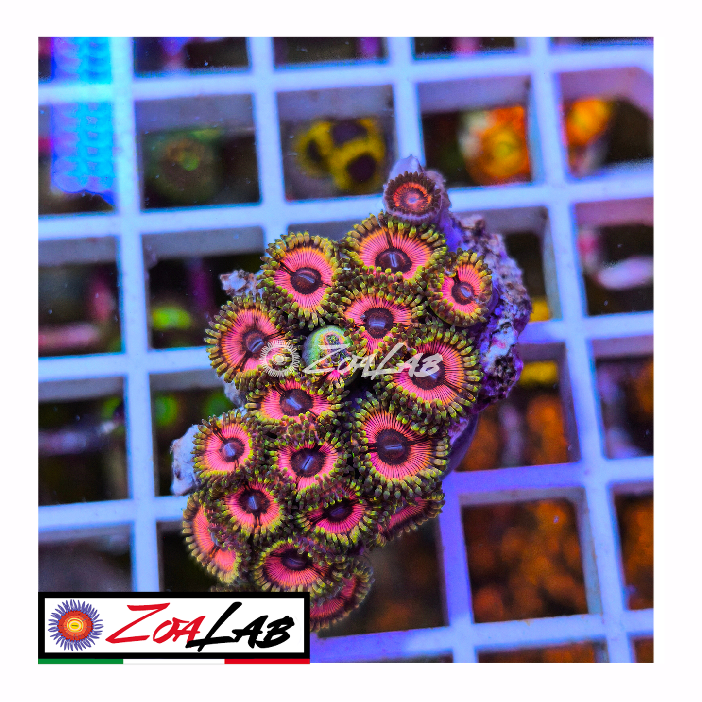 Zoanthus Pink lord of the Rings