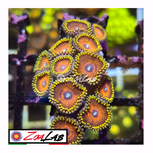 Zoanthus emerald gold