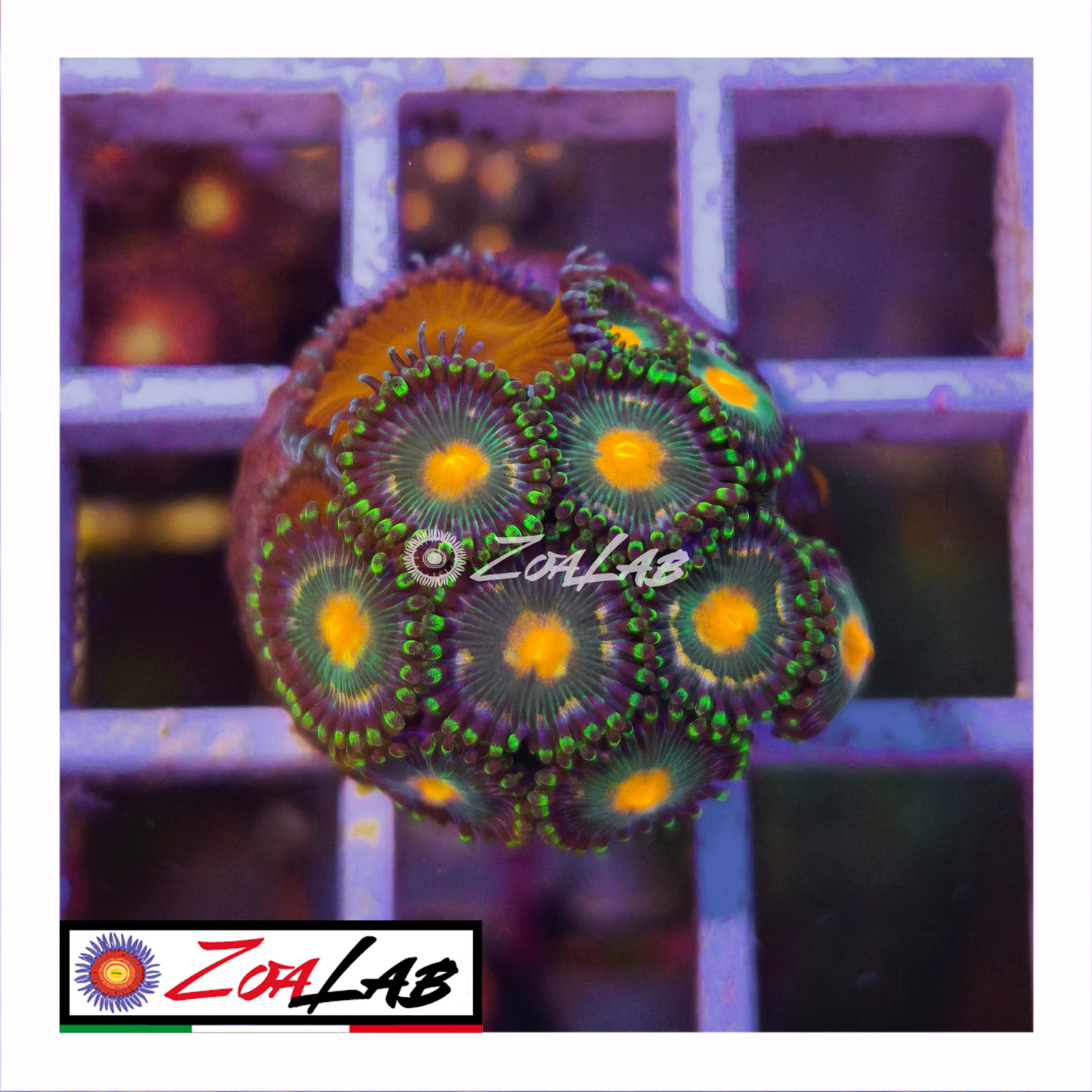 Zoanthus gorilla nipple