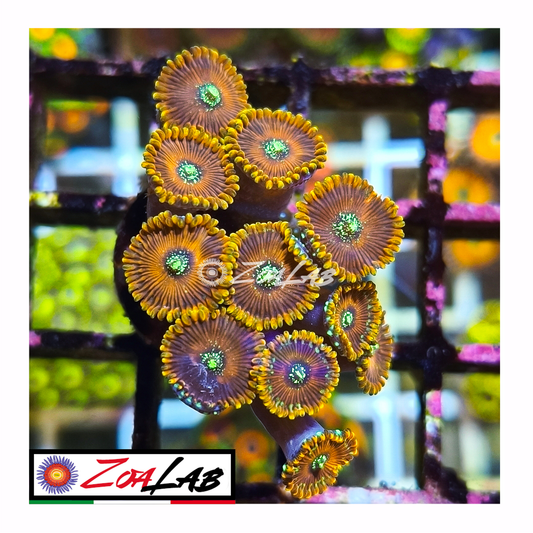 Zoanthus magicians