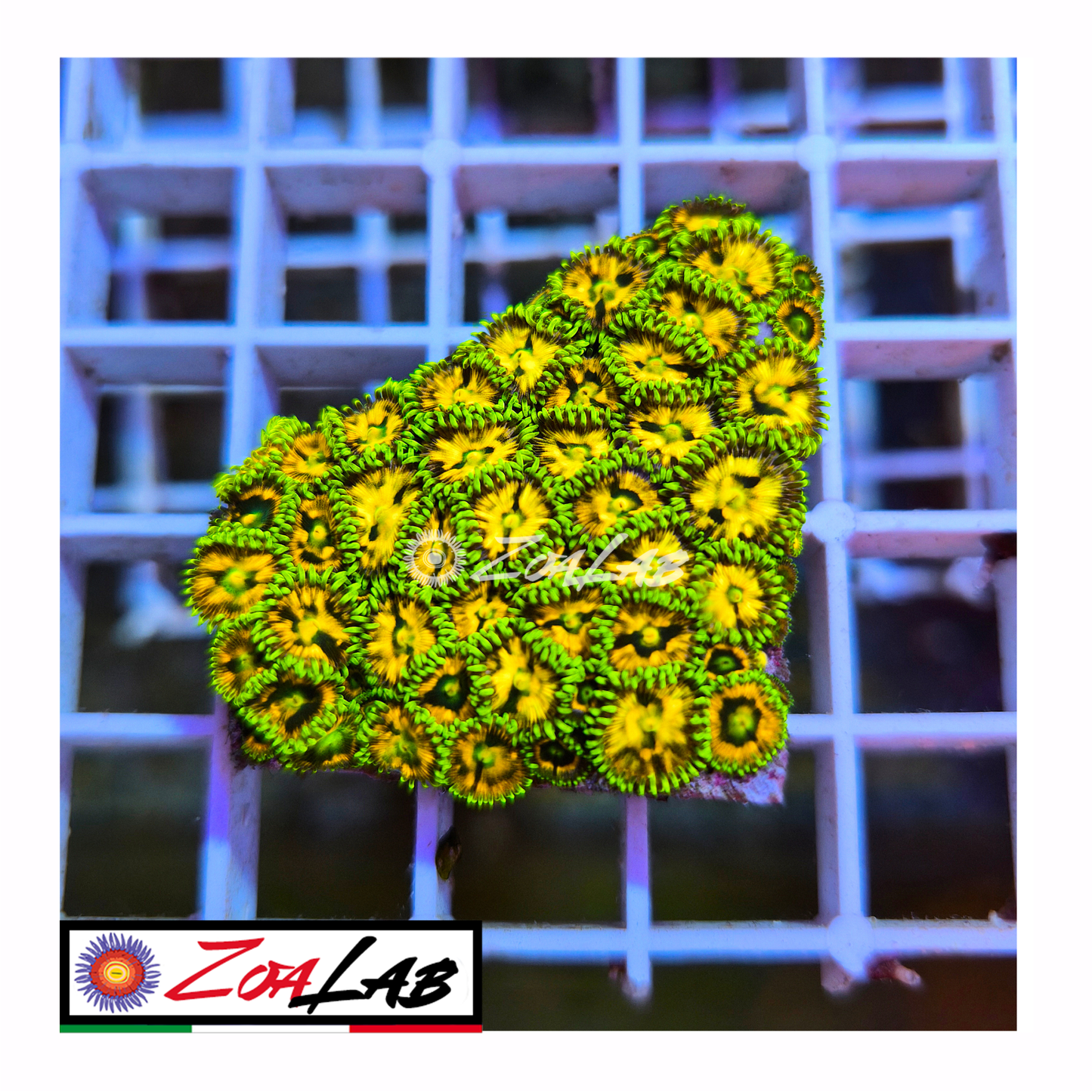 Zoanthus Eyes of ra