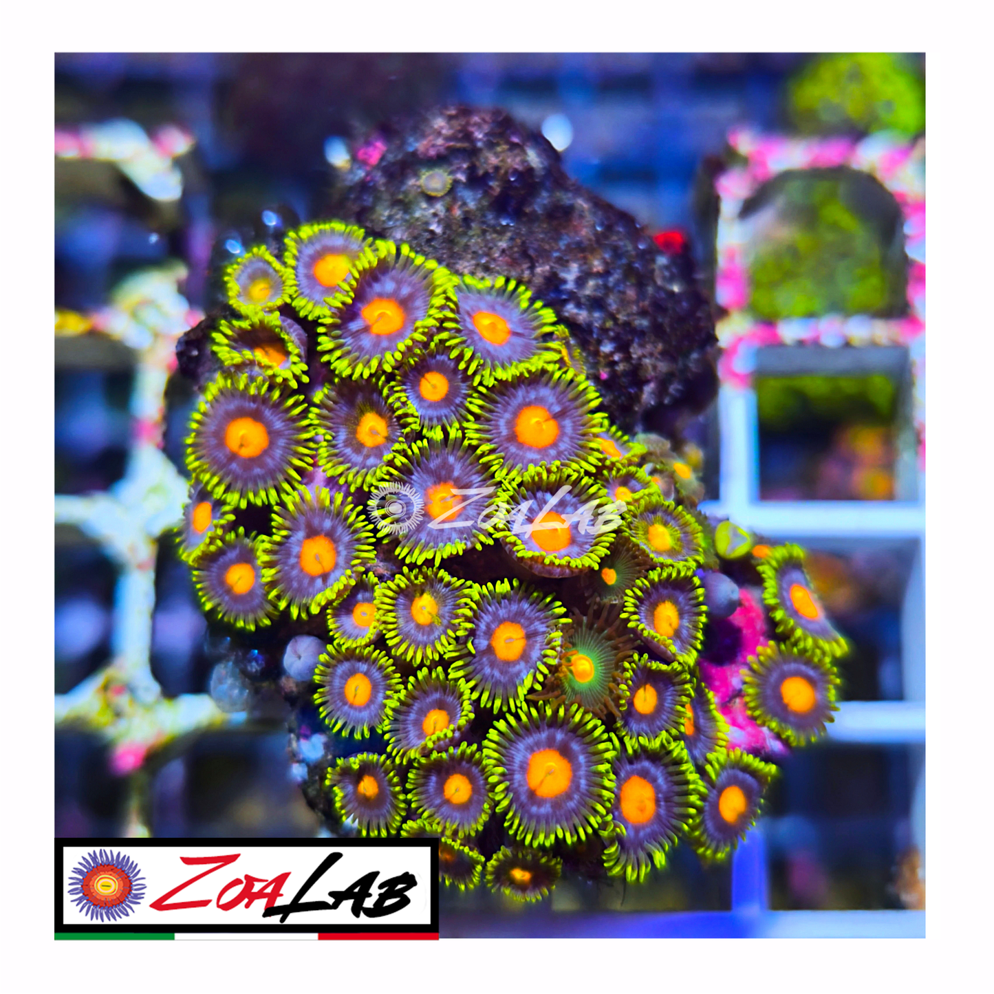 Zoanthus fluo pops