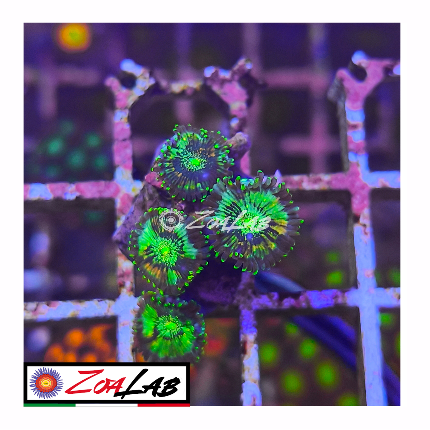 Zoanthus Hawaiian Ding dang