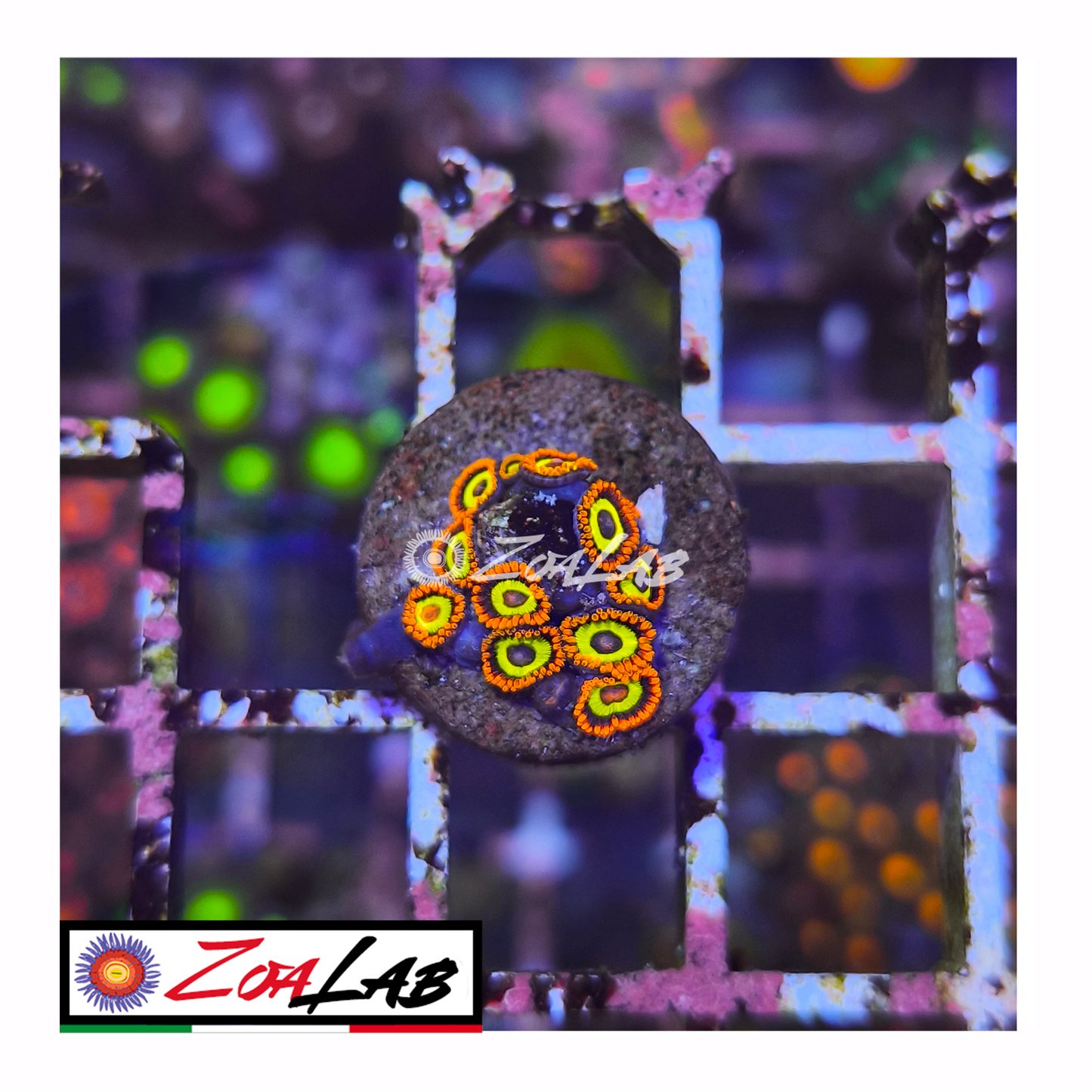 Zoanthus fruit loops