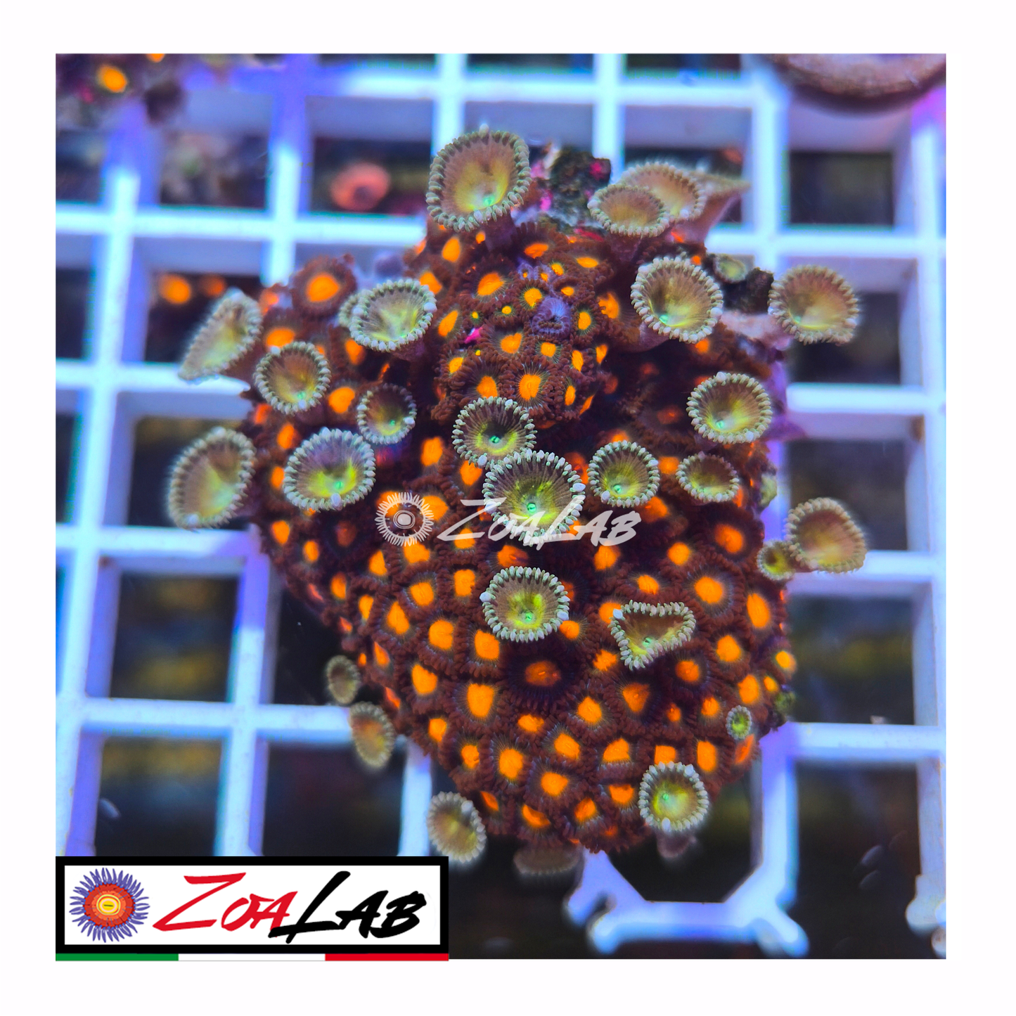 Zoanthus Orange nipple mix
