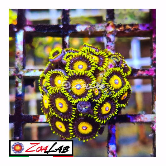 Zoanthus scrambler eggs