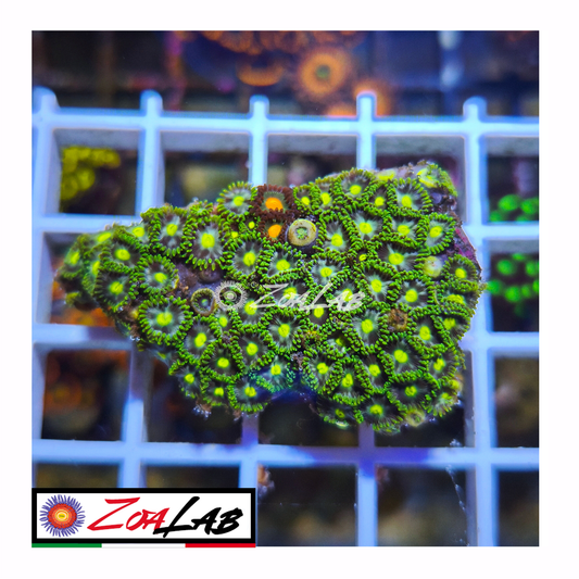 Zoanthus green