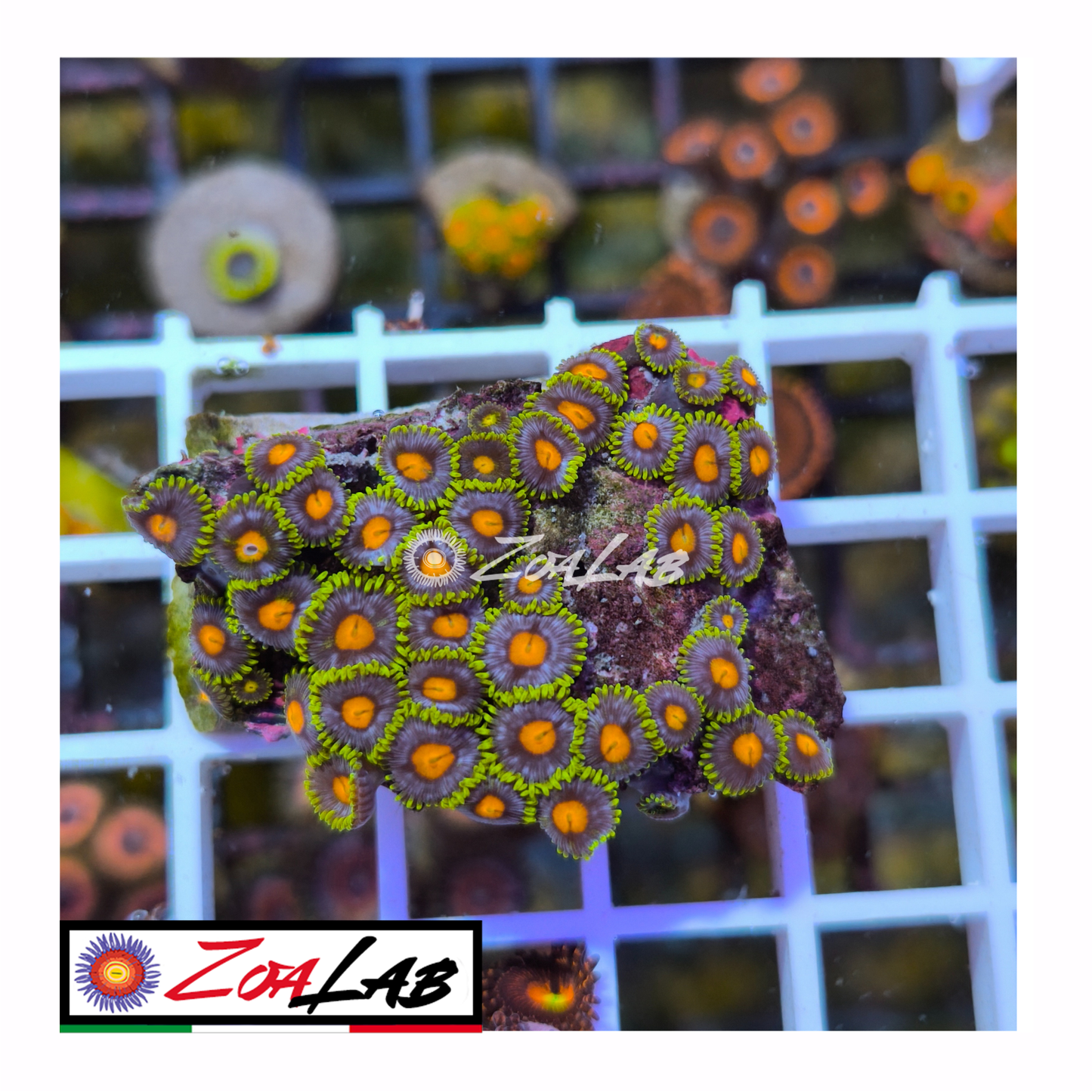 Zoanthus Blue pops