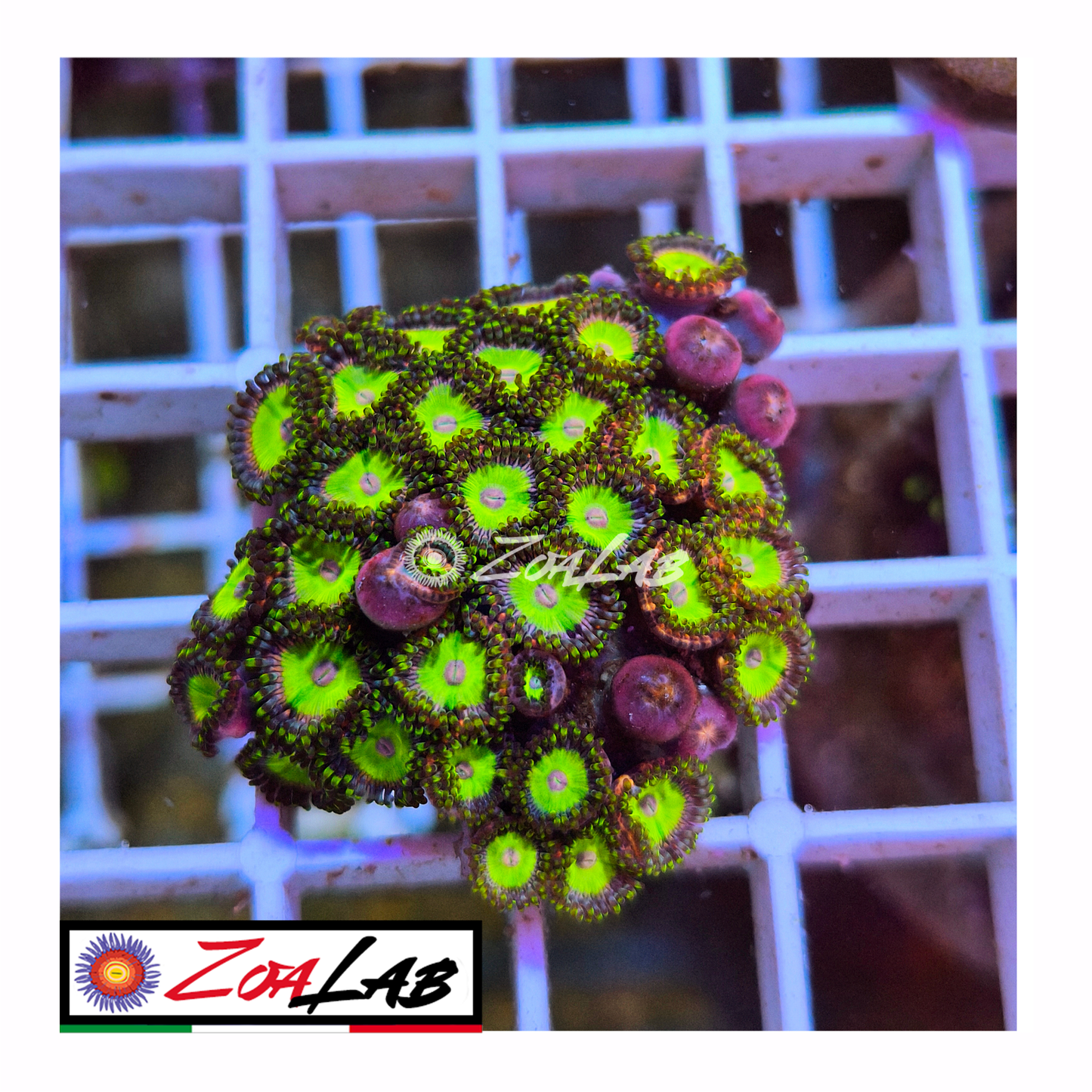Zoanthus Candy Apple green