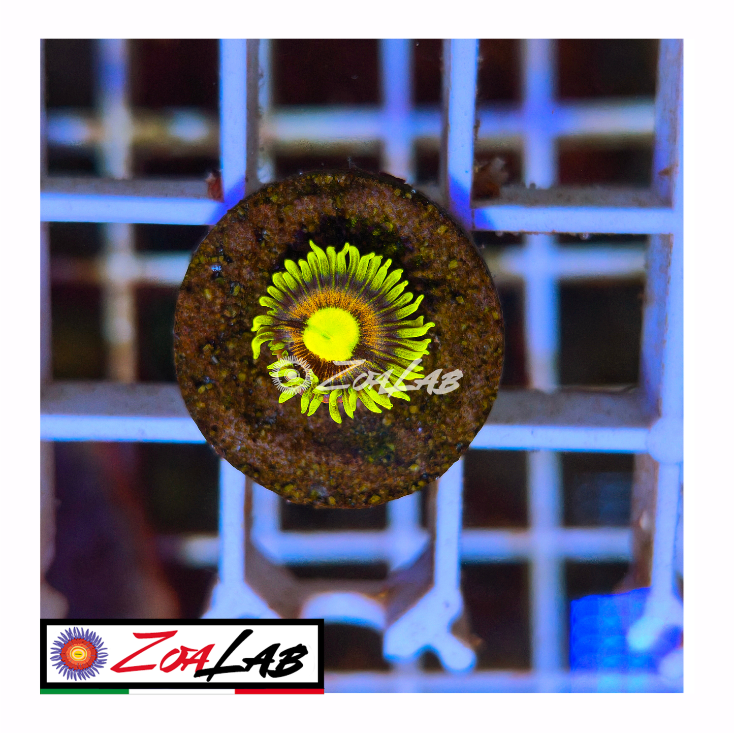 Zoanthus laser devil