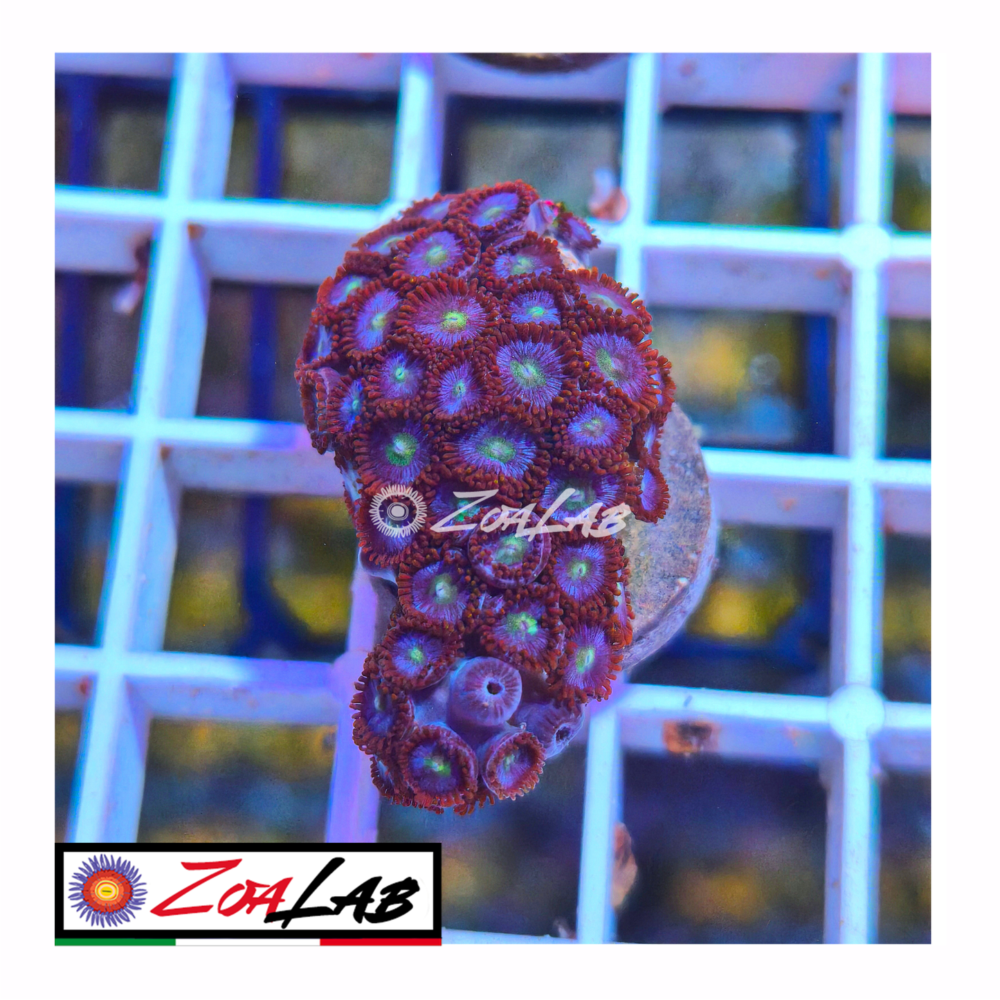 Zoanthus Blue dragon