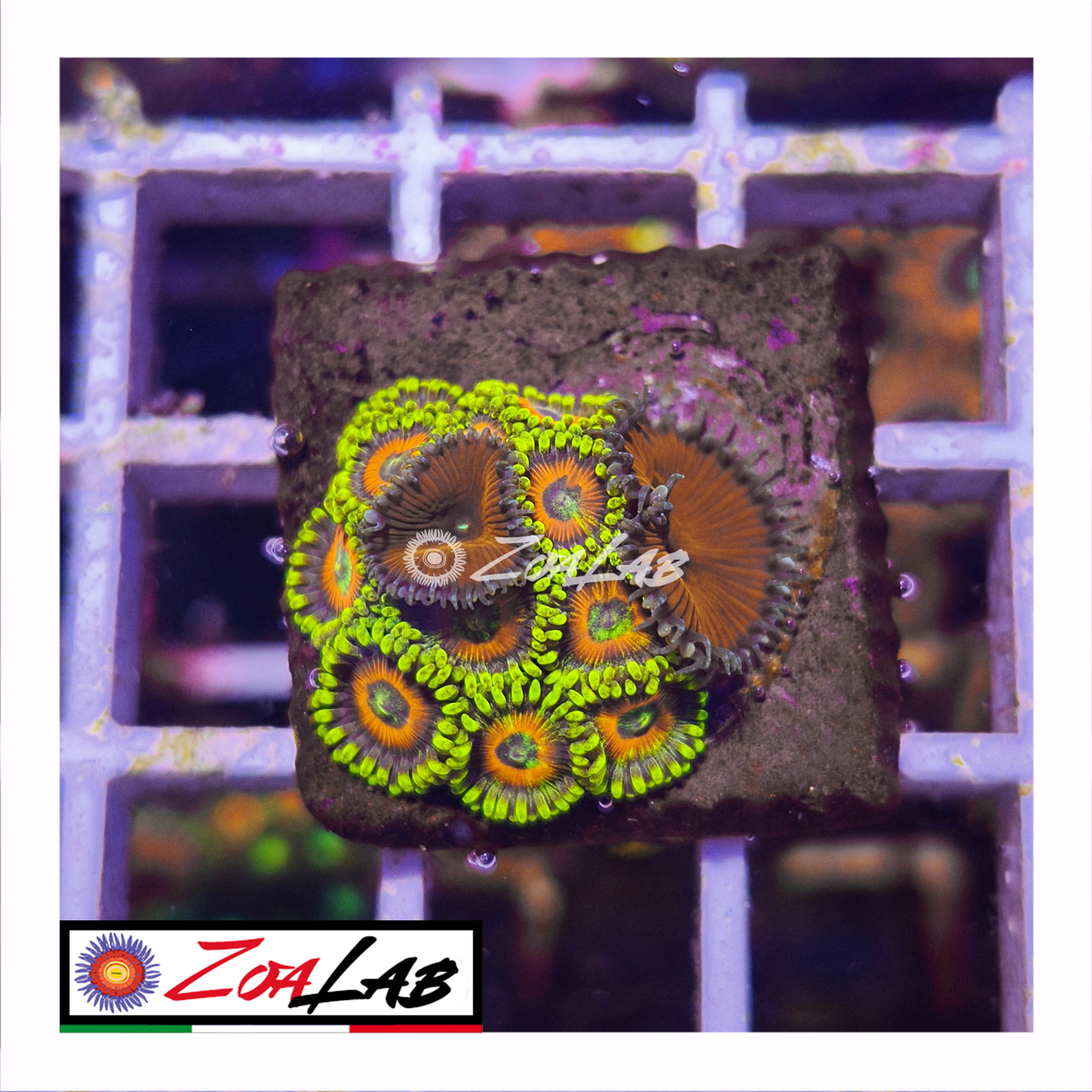 Zoanthus watermelon