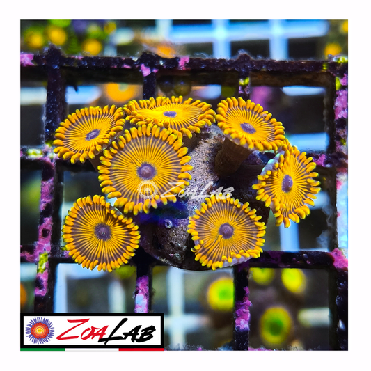 Zoanthus Orange magicians