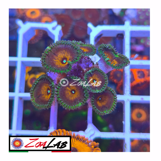 Palythoa capatina america