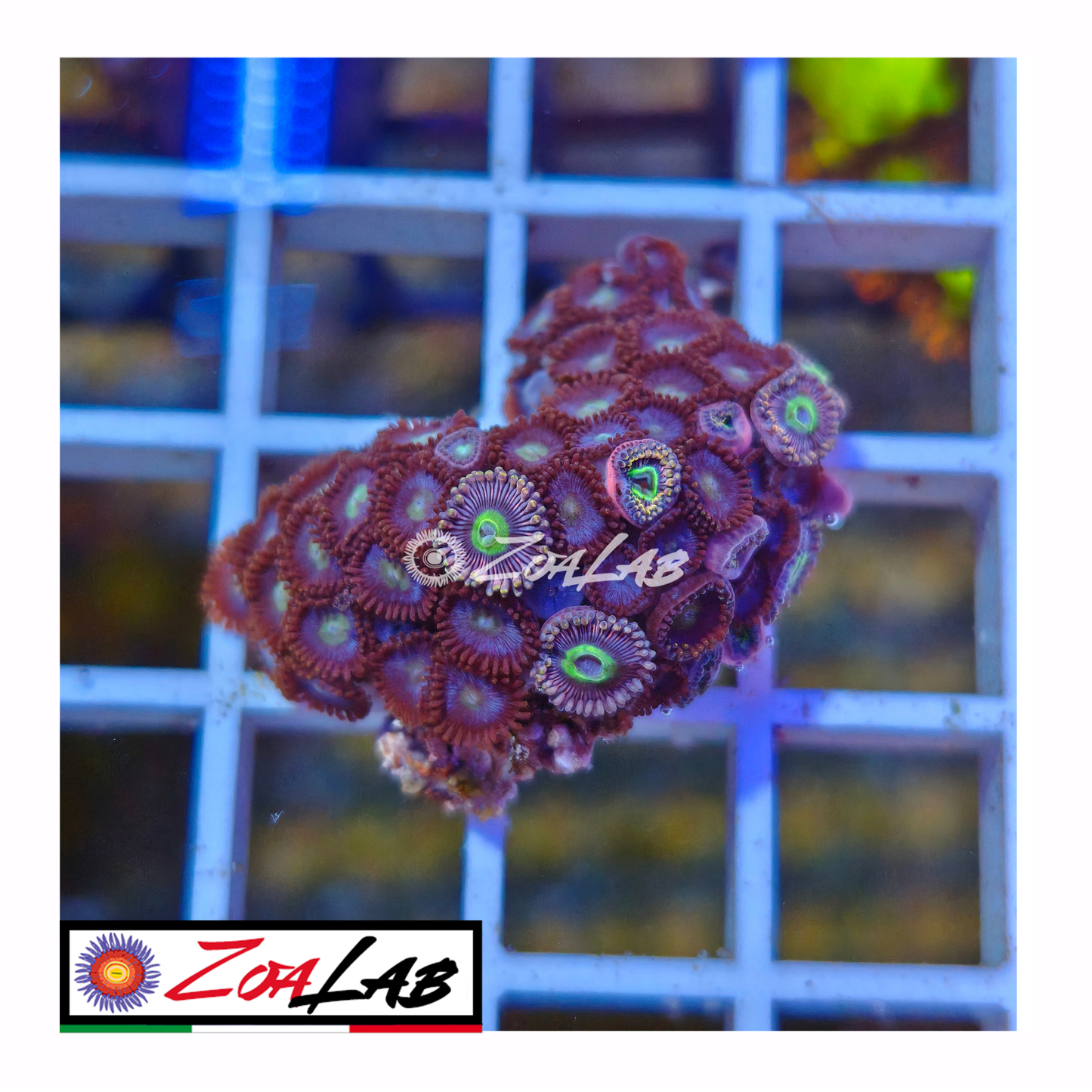 Zoanthus Blue night
