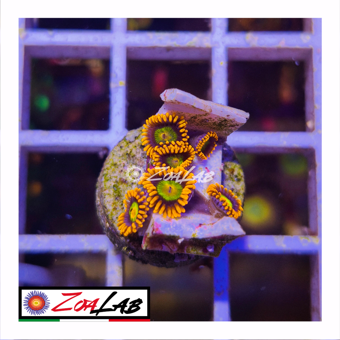 Zoanthus Orange mandarine