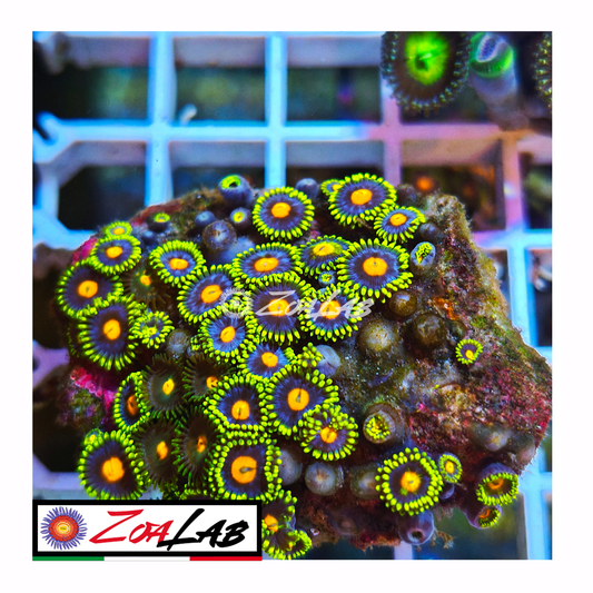 Zoanthus Blue pops