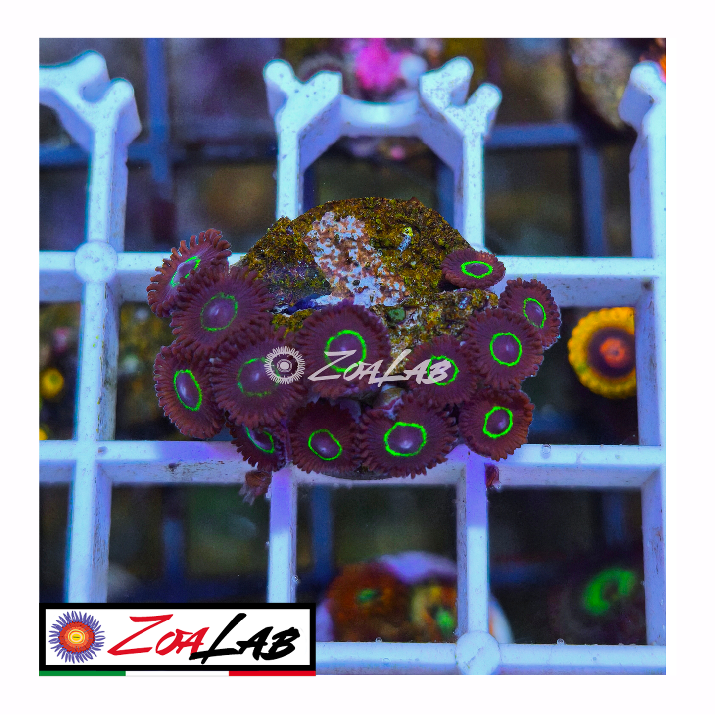 Zoanthus black nights