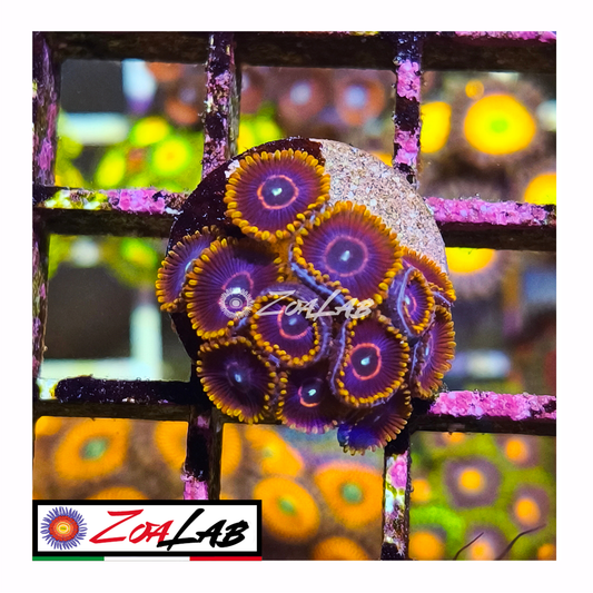 Zoanthus Red Hornets