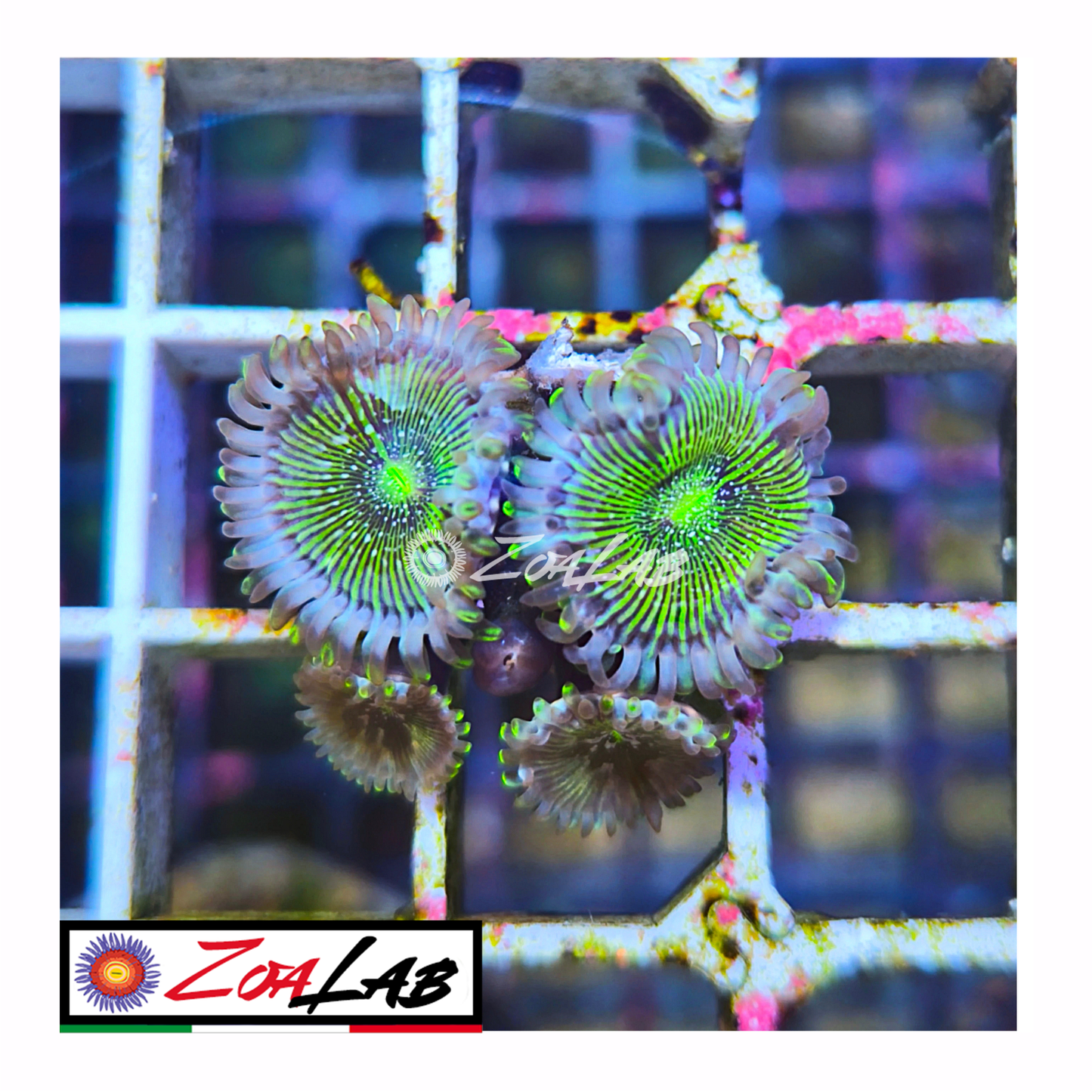 Zoanthus Hawaiian blue