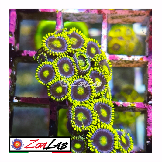 Zoanthus Blue berry pie