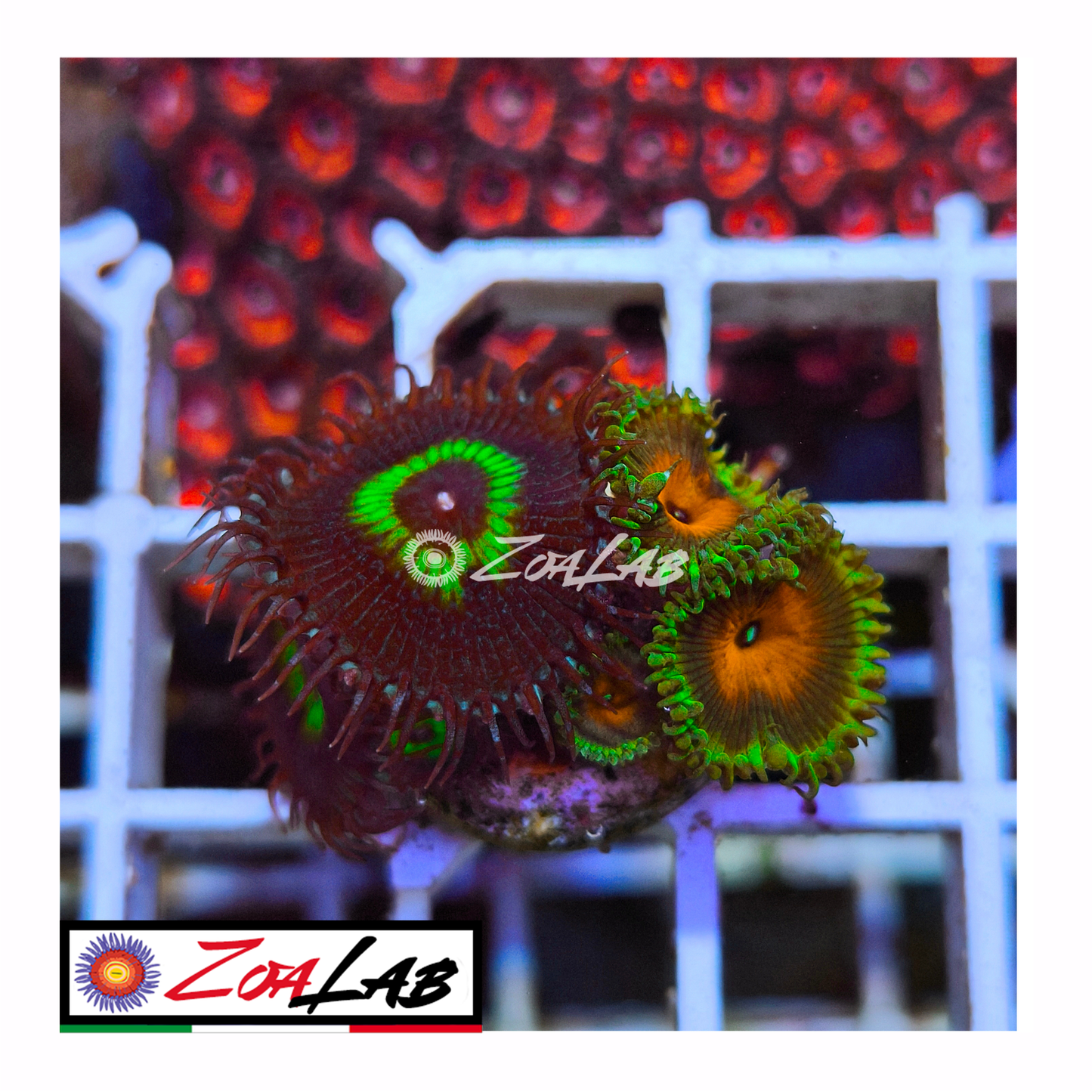 Zoanthus macaw mix