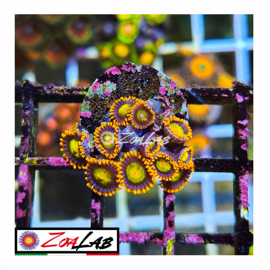 Zoanthus Orange mandarine