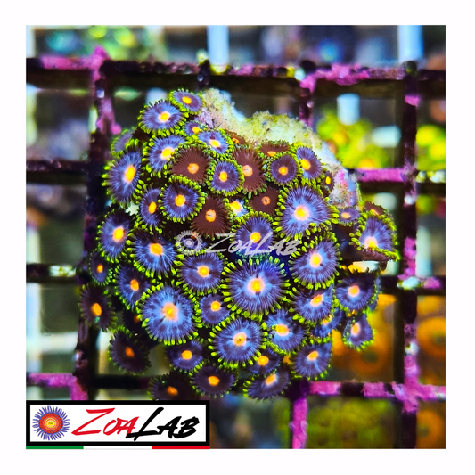 Zoanthus mix