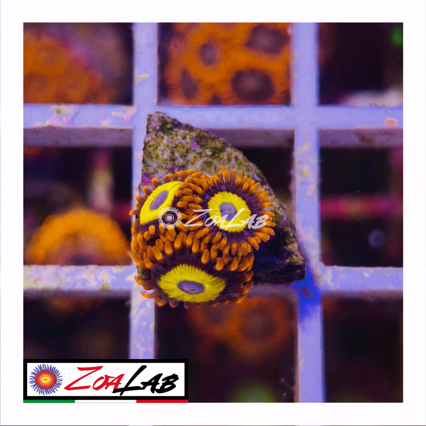Zoanthus BEEB