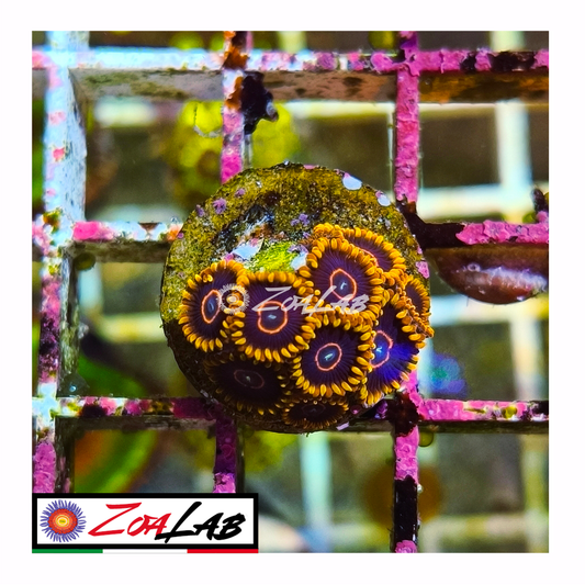 Zoanthus Red Hornets