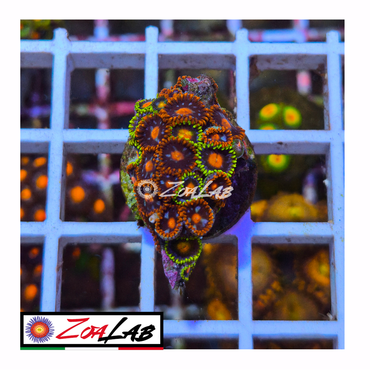 Zoanthus mix