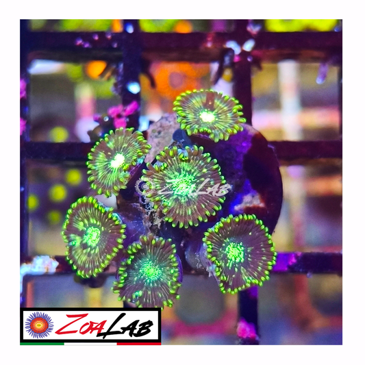 Zoanthus Hawaiian