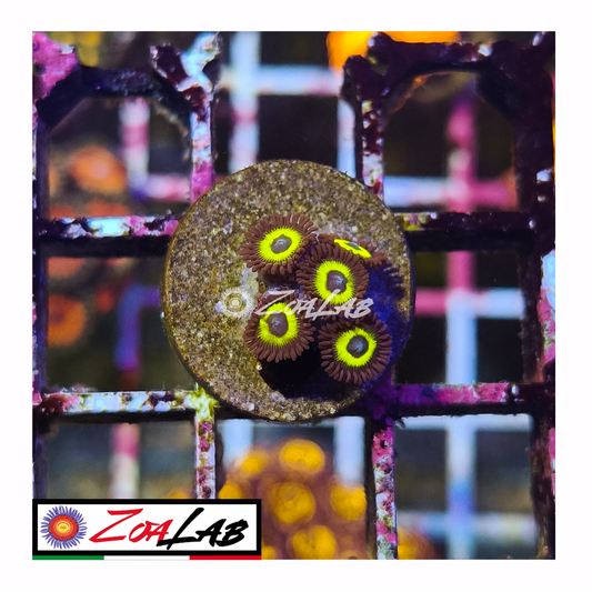 Zoanthus belladonna