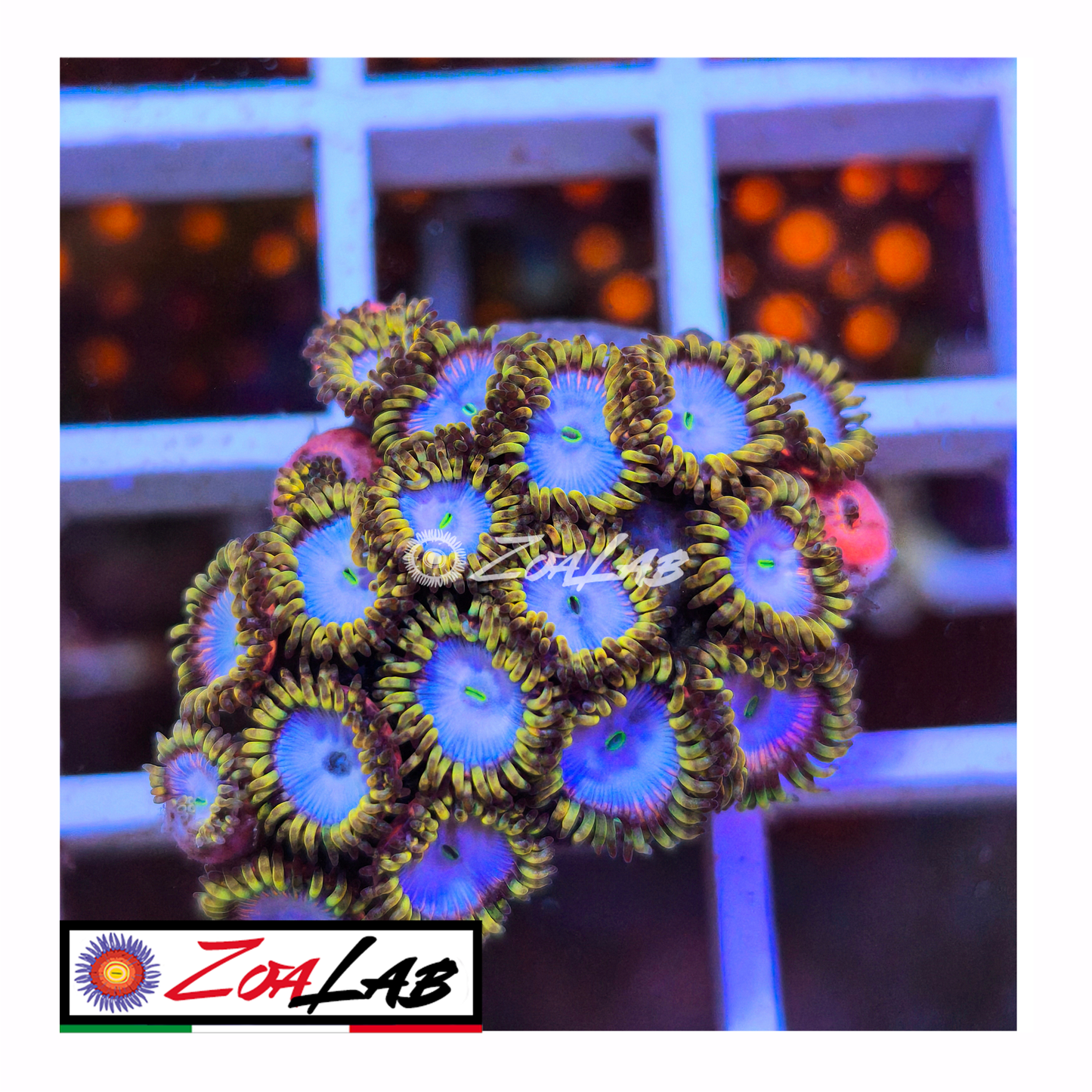 Zoanthus nebula