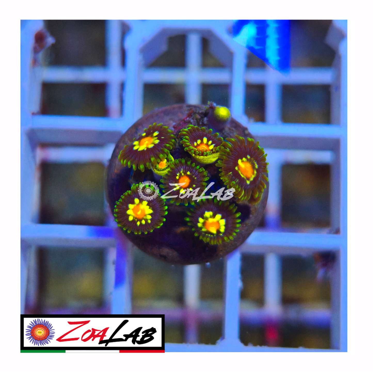 Zoanthus stargratz