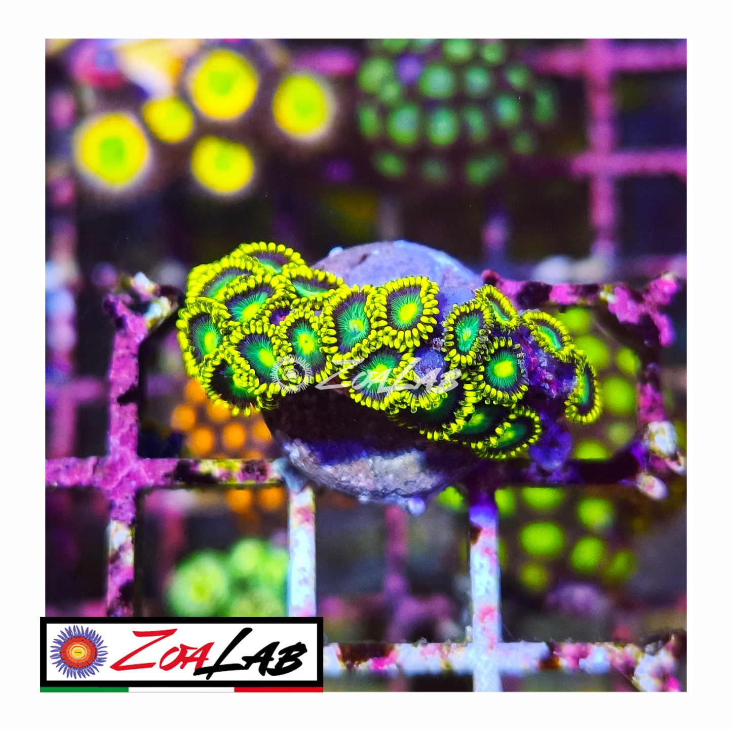 Zoanthus Radioactive