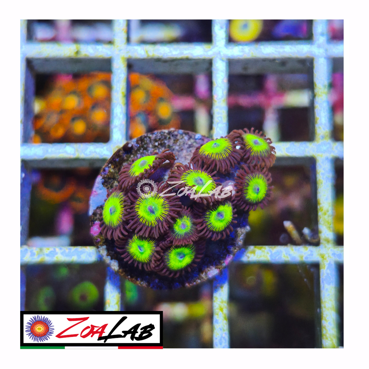 Zoanthus Hulk