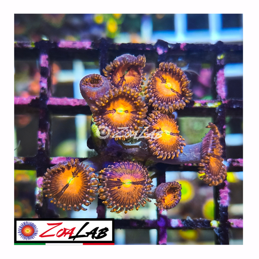 Zoanthus purple Sakura