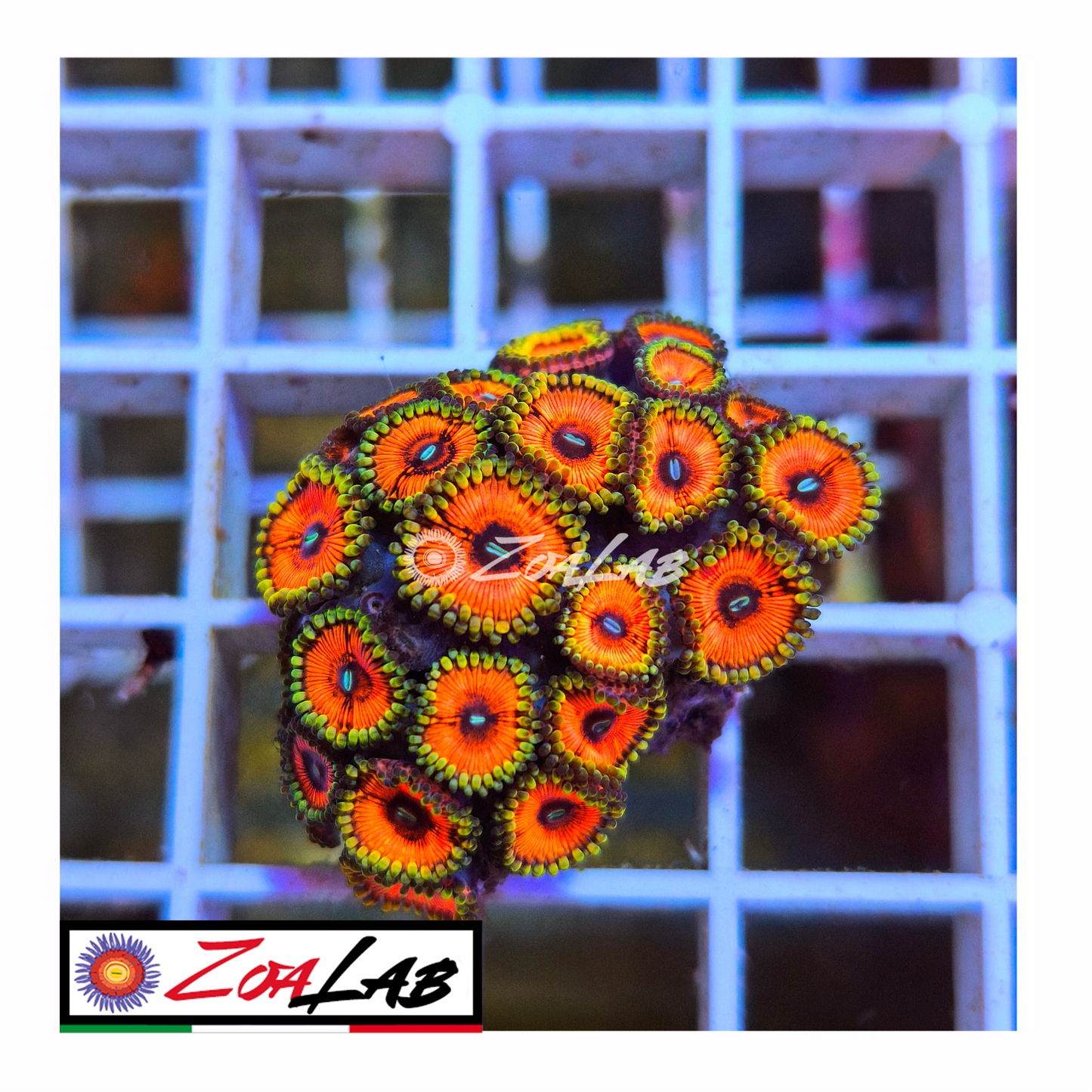 Zoanthus Armageddon orange